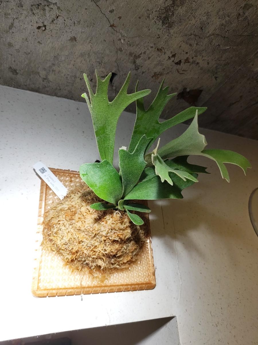 raibota_3 のカバー画像
